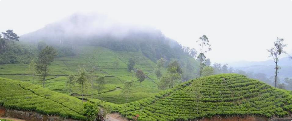 Where Does Tea Come From?