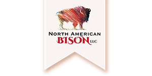 North American Bison