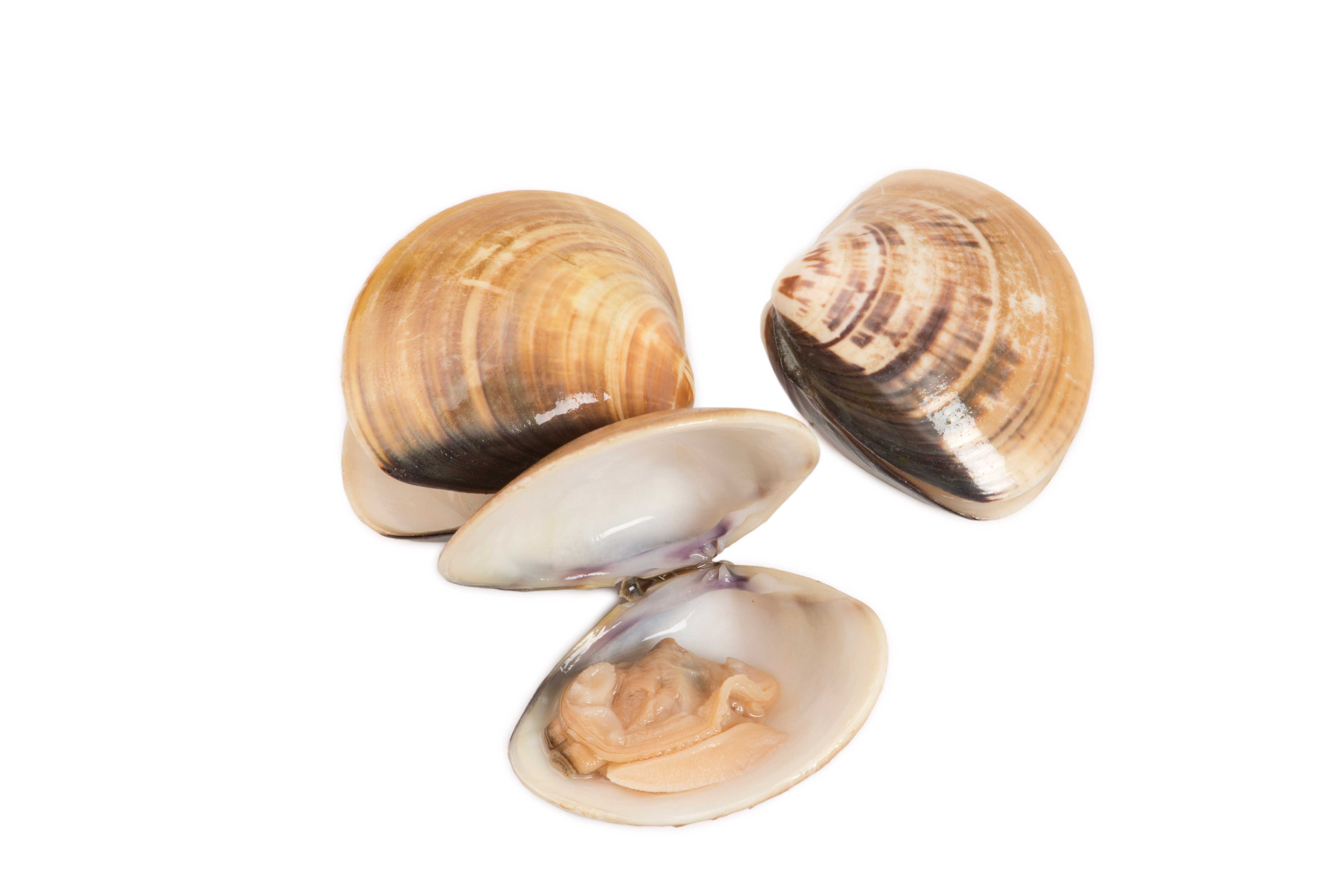 Panapesca Whole Shell Clam, 11-16 Count Per Pound, 1 Pound -- 10 Per Case
