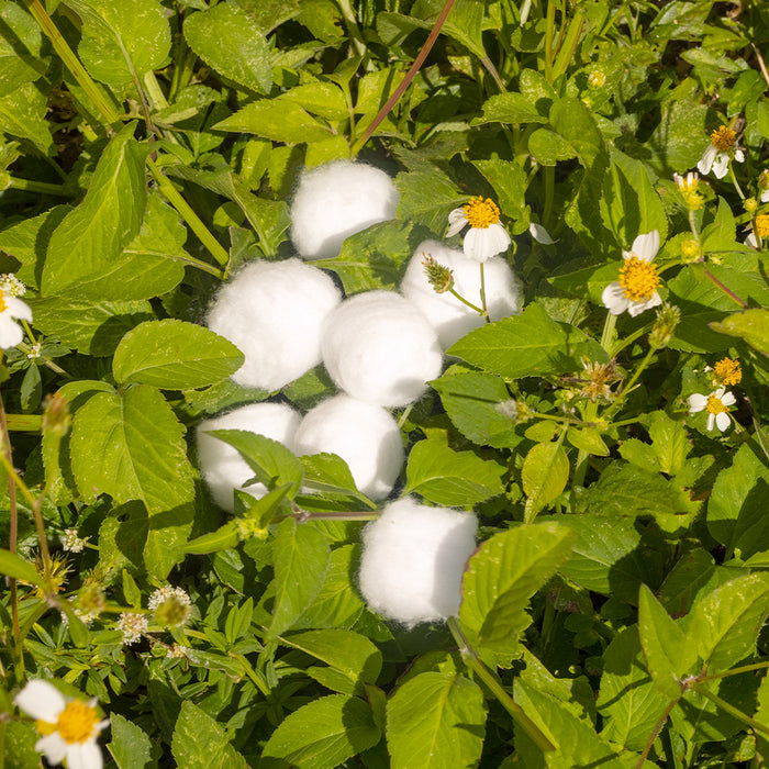 Sky Organics Cotton Balls, 100 Count
