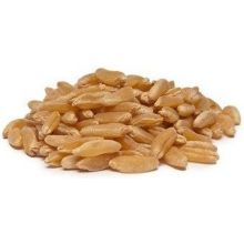 Unfi Organic Kamut Berry Grain, 25 Pound